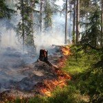 Skogsbränder är viktiga för tallarna – nu upphandlar vi projektets första naturvårdsbränning