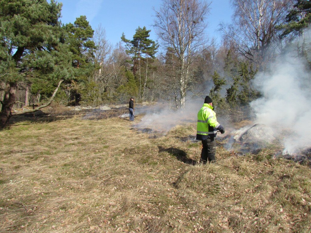 Gräsbränning vid Arskagsudden i april 2015. Burning of grass at Arskagsudden, april 2015.