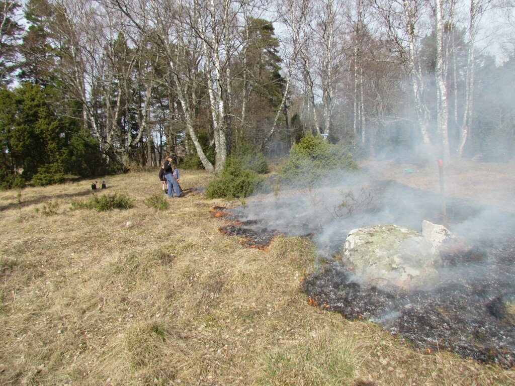 Gräsbränning vid Hästudden i april 2015. Burning of grass at Hästudden, april 2015.