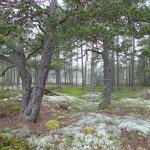 Bränningsområde Bärön