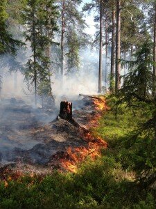 Naturvårdsbränning i naturreservatet Lisselberget
