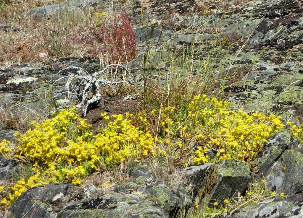 Blommande gul fetknopp är förhoppningsvis en syn som kommer att bli vanligare i framtiden på de restaurerade öarna.