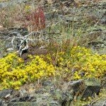 Blommande gul fetknopp på Ärnön är förhoppningsvis en syn som kommer att bli vanligare i framtiden på de restaurerade öarna.